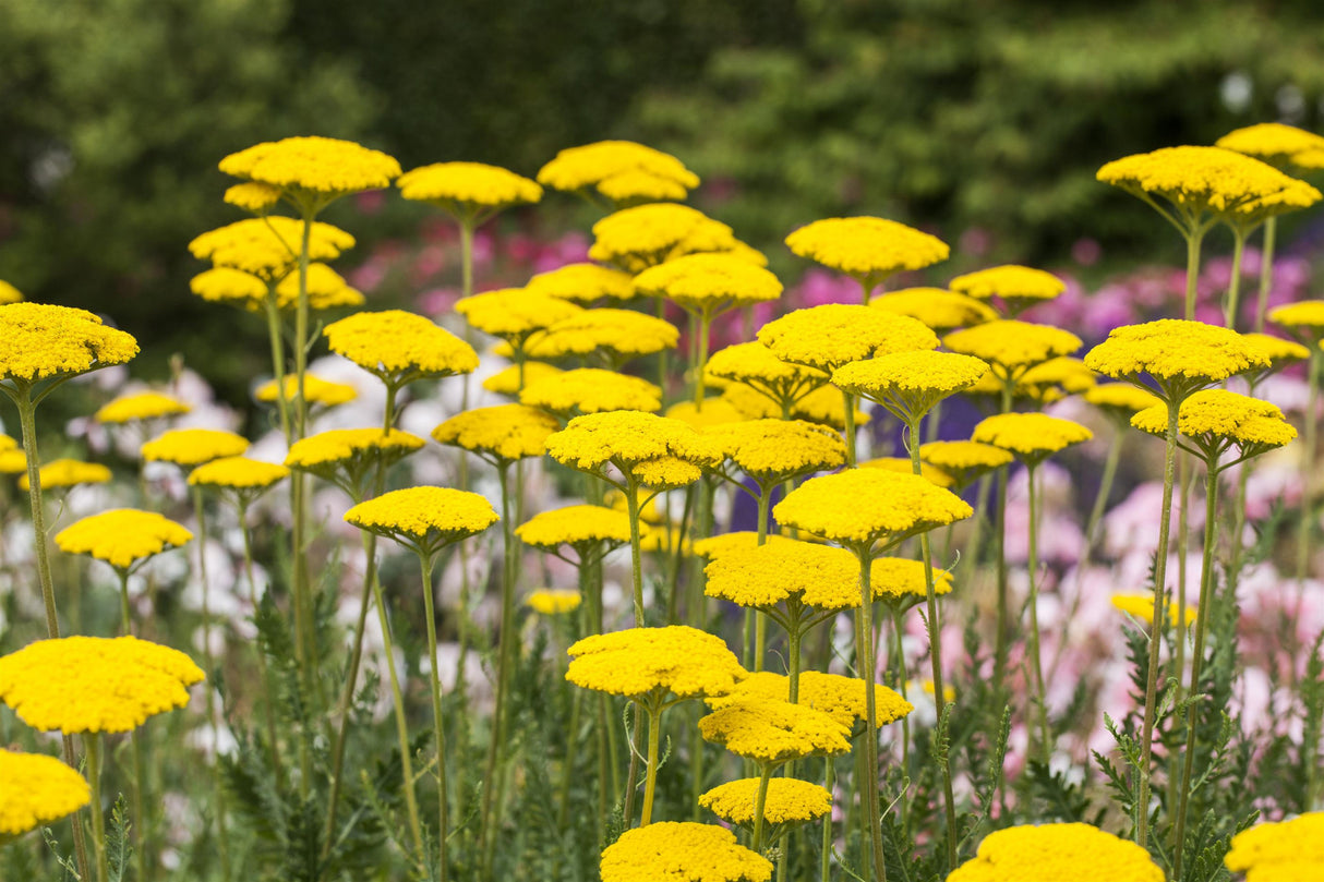 Achillea filipendulina 'Parker', gen. mit Blüte; Einsatz: ;;ab 3,50 Euro