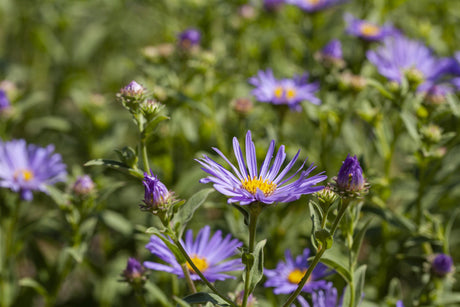 Aster amellus 'Sternkugel' mit Blüte; Einsatz: ;;ab 6,55 Euro