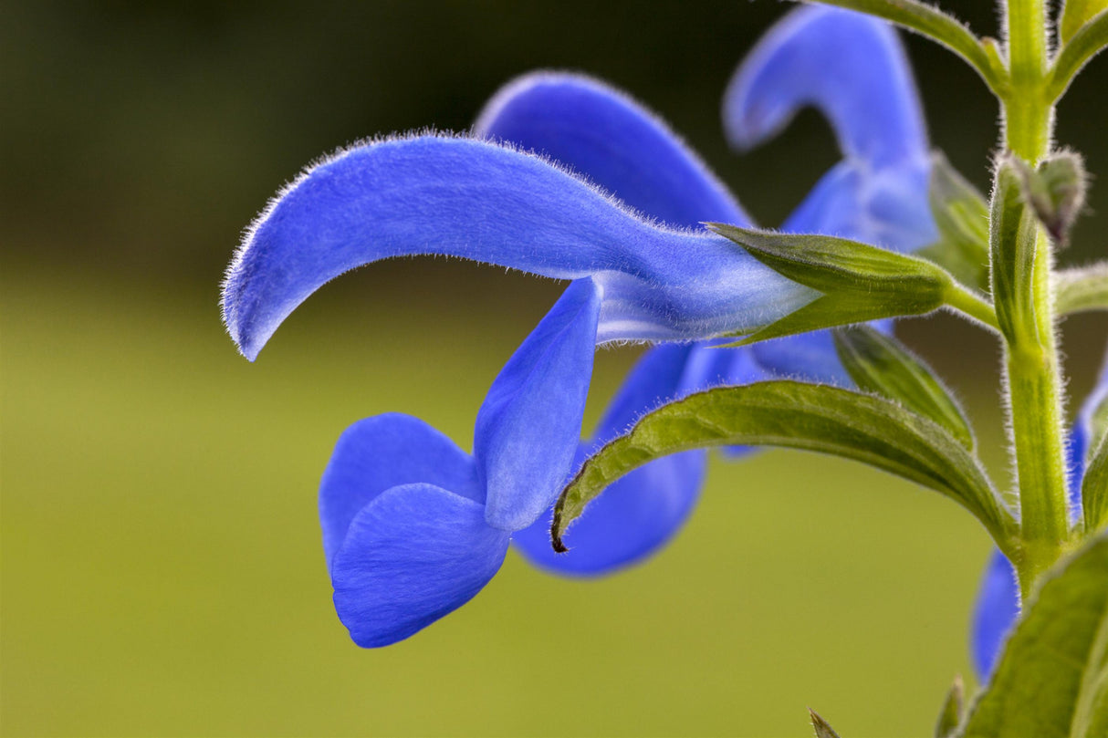 Salvia pratensis mit Blüte; Einsatz: ;;ab 3,35 Euro