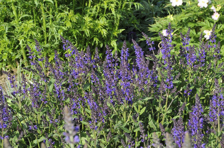 Salvia nemorosa 'Viola Klose' als Pflanze im Beet; Einsatz: ;;ab 4,30 Euro
