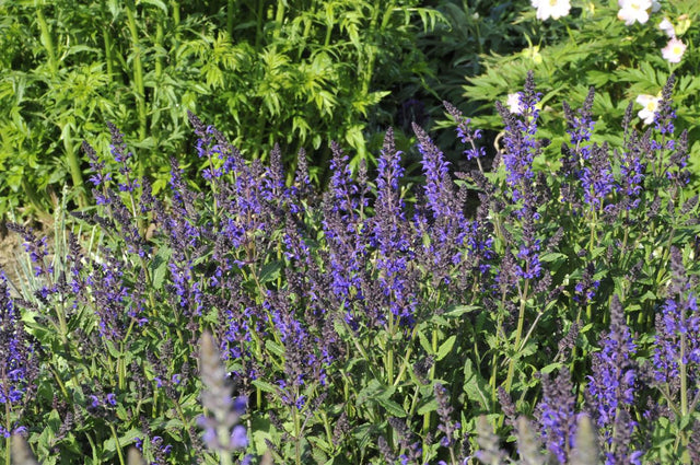 Salvia nemorosa 'Viola Klose' als Pflanze im Beet; Einsatz: ;;ab 4,30 Euro