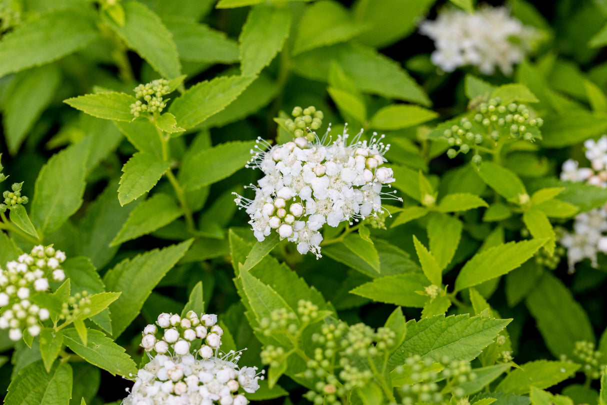 Spiraea japonica 'Albiflora' mit Blüte, erhältlich von 15-20 bis 20-30 cm; Einsatz: ;;ab 5,40 Euro