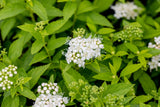 Spiraea japonica 'Albiflora'; hier mit Blüte; robust; Einsatzmöglichkeit z.B. : Zierstrauch; verfügbar in 2 Größen und Varianten;;ab 7,30 Euro