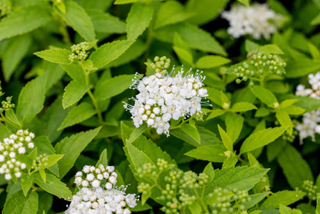 Spiraea japonica 'Albiflora' mit Blüte, erhältlich von 15-20 bis 20-30 cm; Einsatz: ;;ab 5,40 Euro