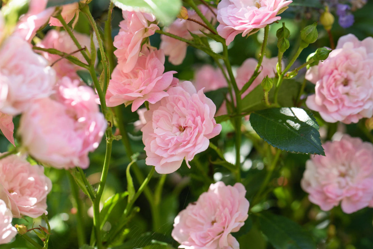 Rosa 'The Fairy' BDR mit Blüte; Einsatz: Beetwinterhart;;mit zeitnaher Lieferung