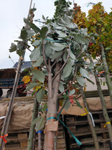 Mehlbeere; vorbereitet für Versand; pflegeleicht; Einsatzmöglichkeit z.B. : Solitärgehölz; erhältlich von 50-80 bis 450-650 cm;;hier kaufen