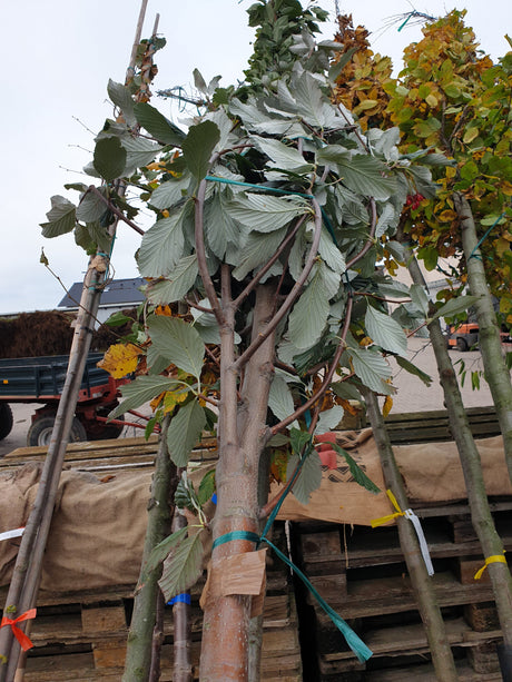 Mehlbeere; vorbereitet für Versand; pflegeleicht; Einsatzmöglichkeit z.B. : Solitärgehölz; erhältlich von 50-80 bis 450-650 cm;;hier kaufen