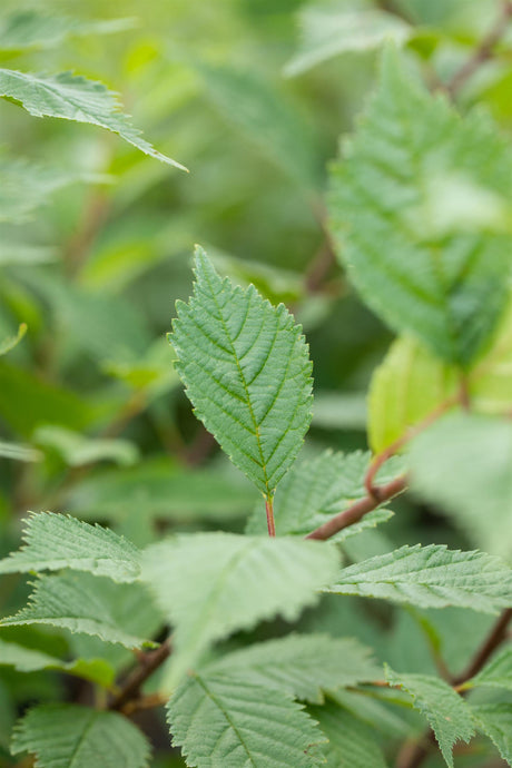 Ulmus laevis mit Belaubung, erhältlich von 50-80 bis 450-650 cm; Einsatz: ;;ab 2,12 Euro
