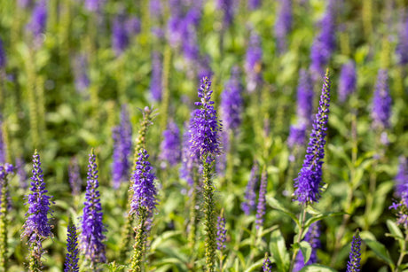 Veronica longifolia mit Blüte; Einsatz: ;;ab 4,30 Euro
