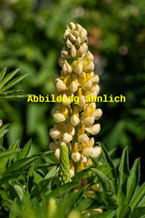 Genaues Foto für Lupinus polyphyllus 'Camelot Yellow' folgt; dieses ähnliche Bild dient der Illustration von Garten-Lupine
