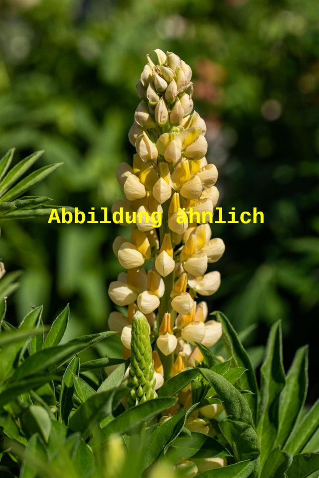 Genaues Foto für Lupinus polyphyllus 'Camelot Yellow' folgt; dieses ähnliche Bild dienst der Illustration von Garten-Lupine