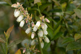 Vaccinium corymb. 'Brigitta' mit Blüte, erhältlich von 30-40 bis 40-60 cm; Einsatz: , ;;ab 10,55 Euro