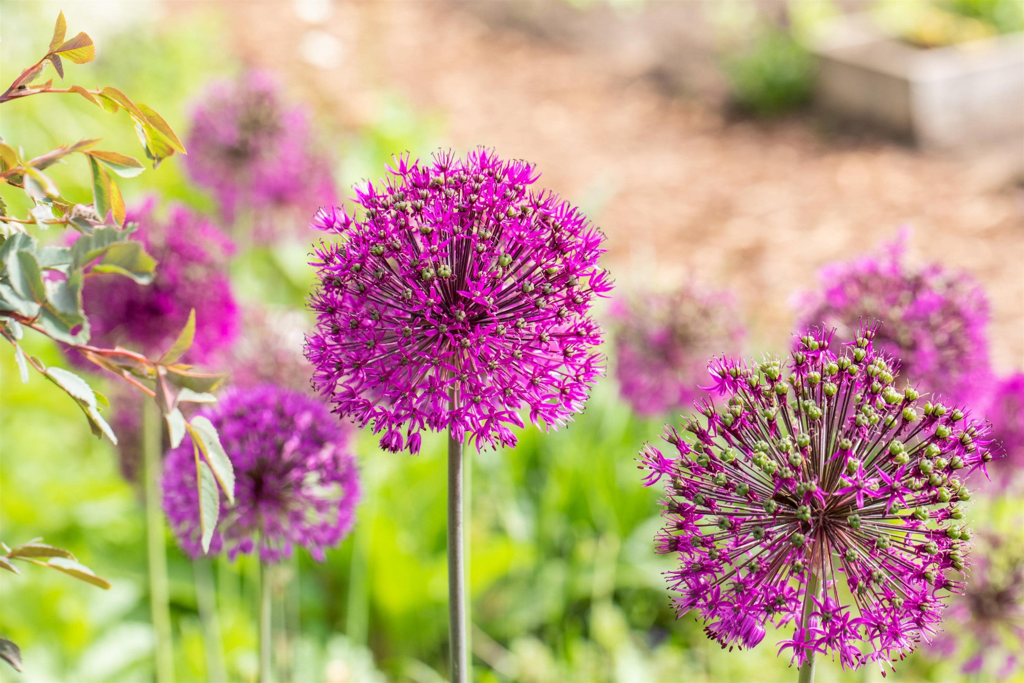 Allium aflatunense 'Purple Sensation' (Garten-Kugel-Lauch)