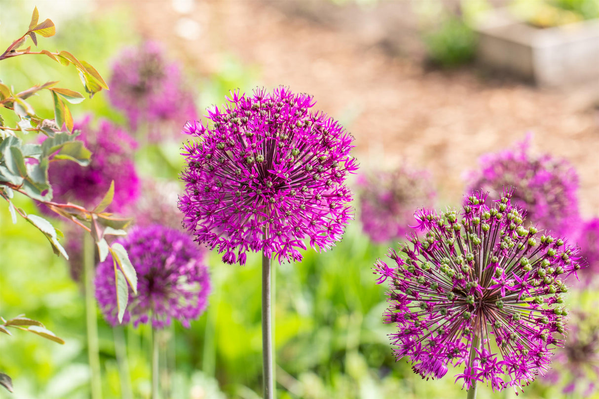Allium aflatunense 'Purple Sensation' mit Blüte; Einsatz: ;;ab 4,80 Euro