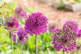 Allium aflatunense 'Purple Sensation'; hier mit Blüte; winterhart; Einsatzmöglichkeit z.B. : Staudenbeet;;ab 0,00 Euro