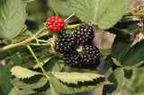 Rubus frut. 'Oregon Thornless'; mit Früchten/Fruchtbehang; winterhart; Einsatzmöglichkeit z.B. : Beerenhecke;;ab 23,60 Euro