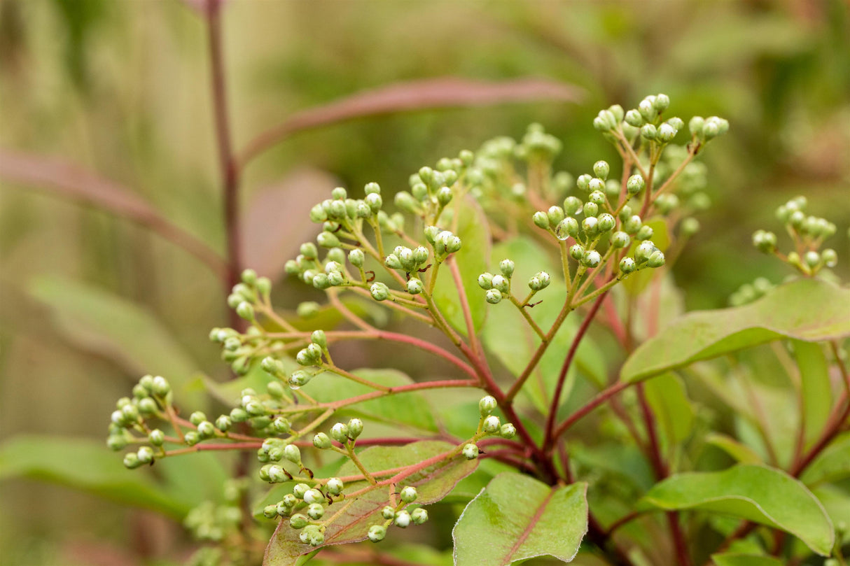 Photinia fraseri mit Früchten; Einsatz: Sichtschutzwinterhart;;mit zeitnaher Lieferung