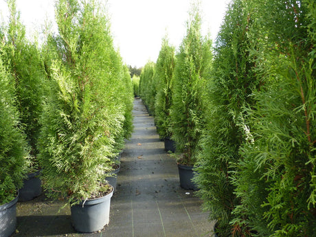 Säulen-Lebensbäume; als Pflanze im Beet; bietet Vögeln Nistplatz; Einsatzmöglichkeit z.B. : Sichtschutz;;günstig mit Qualität