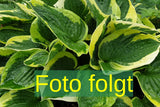 Hosta x fortunei 'Albopicta'; Bild wird ergänzt; attraktive Blattmuster; Einsatzmöglichkeit z.B. : Schattenpflanze;;ab 0,00 Euro