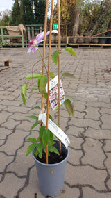 Waldrebe 'Nelly Moser'; hier im Topf; attraktive Blüten; Einsatzmöglichkeit z.B. : Spalier; erhältlich von 100-150 bis 150-200 cm;;hier kaufen