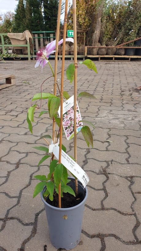 Waldrebe 'Nelly Moser'; hier im Topf; attraktive Blüten; Einsatzmöglichkeit z.B. : Spalier; erhältlich von 100-150 bis 150-200 cm;;hier kaufen