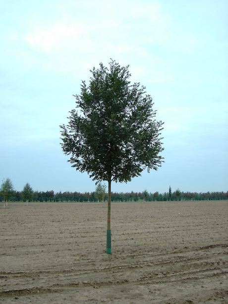 Fraxinus excelsior HkG 81105 , erhältlich von 30-50 bis 80-120 cm;;ab 1,23 Euro