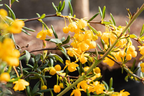 Berberis hybrido-gagnepainii , erhältlich von 20-25 bis 60-80 cm;;ab 12,20 Euro