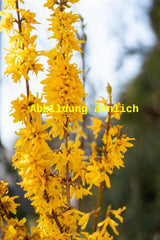 Genaues Foto für Forsythia 'Beatrix Farrand' folgt; dieses ähnliche Bild dient der Illustration von Forsythie 'Beatrix Farrand'