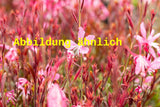 Genaues Foto für Gaura lindheimerii 'Siskiyou Pink' folgt; dieses ähnliche Bild dient der Illustration von Prachtkerze