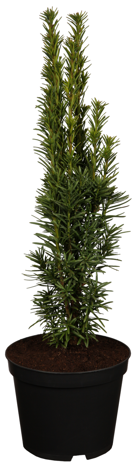 Säulen-Yew; hier im Topf; immergrün; Einsatzmöglichkeit z.B. : Friedhof;;Pflanzen vom Profi