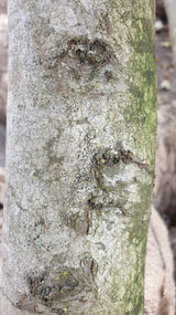 Säulen-Hainbuche; Rinde; robust; Einsatzmöglichkeit z.B. : Hecke; erhältlich mit Stammumfang von 12-14 bis 20-25 cm;;günstig mit Qualität
