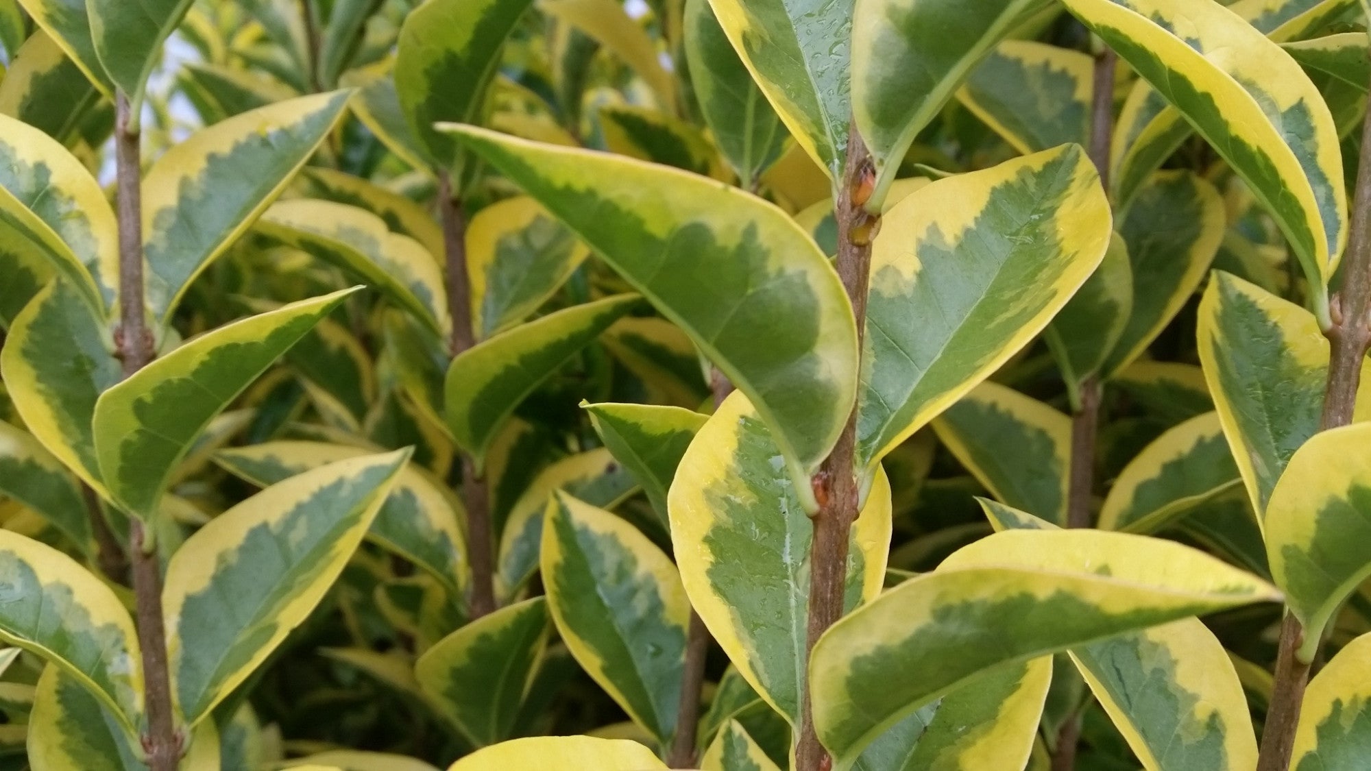 Ligustrum ovalifolium 'Aureum' (Goldliguster)