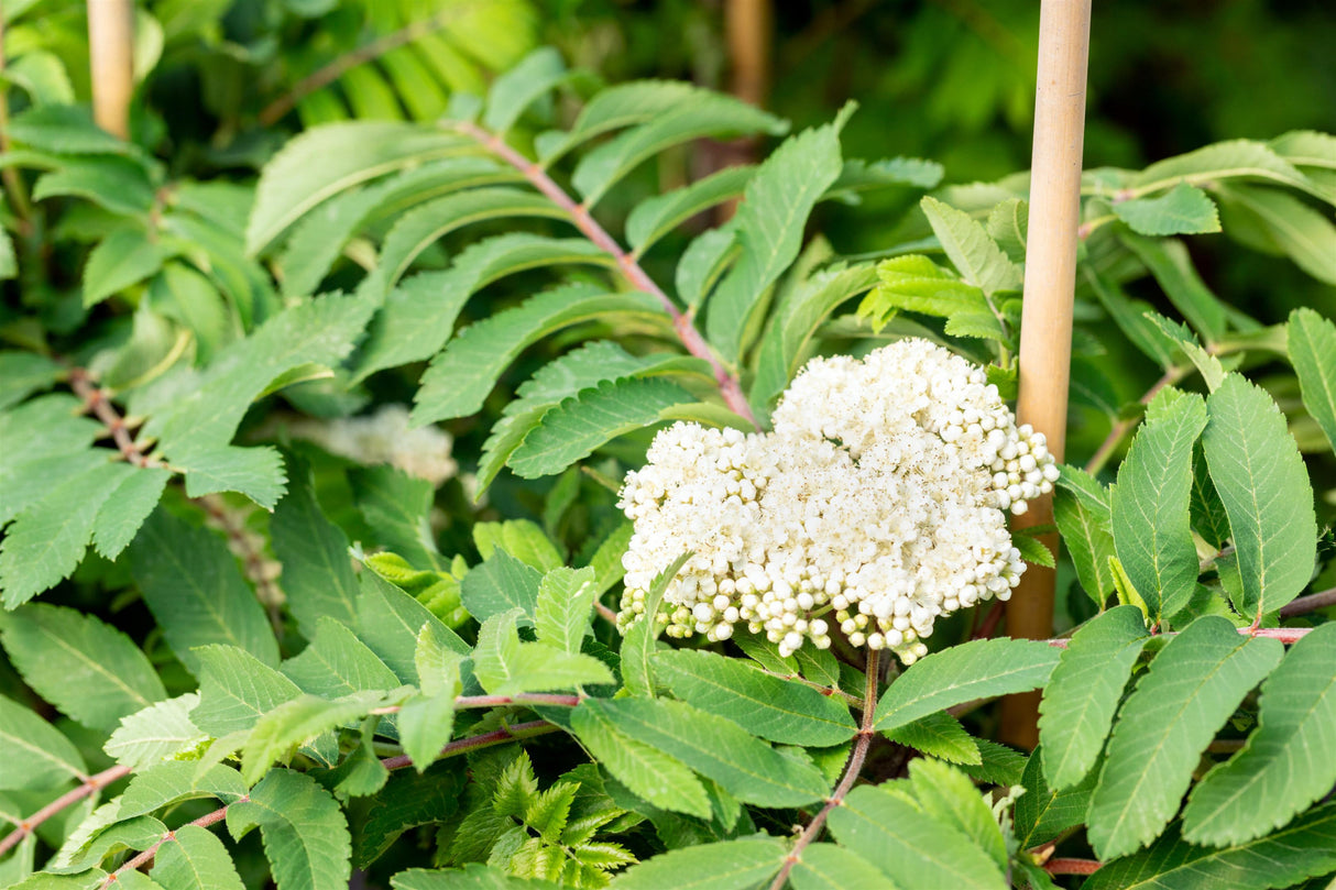 Sorbus aucuparia 'Fastigiata' mit Blüte, erhältlich von 270-330 bis 450-650 cm; Einsatz: ;;ab 437,00 Euro
