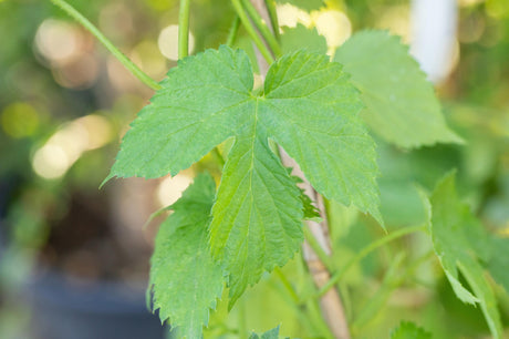 Vitis 'Kerner' mit Sommerbelaubung, erhältlich von 80-100 bis 80-100 cm; Einsatz: ;;ab 32,10 Euro