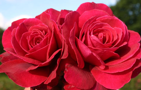 Rosa 'Bellevue' TH mit Blüte; Einsatz: ;;ab 10,90 Euro
