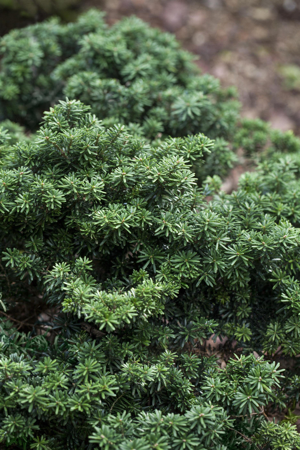 Abies koreana 'Dark Hill' , erhältlich von 25-30 bis 200-225 cm;;ab 39,40 Euro