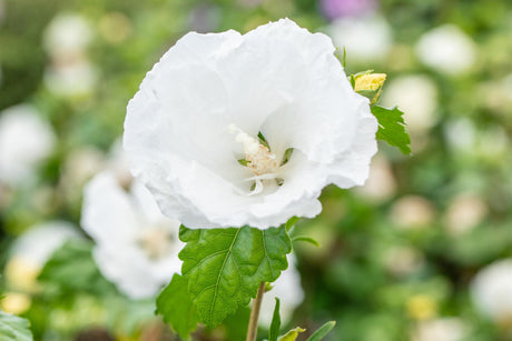 Hibiscus syriacus 'William R. Smith' mit Blüte, erhältlich von 40-60 bis 200-250 cm; Einsatz: ;;ab 24,60 Euro