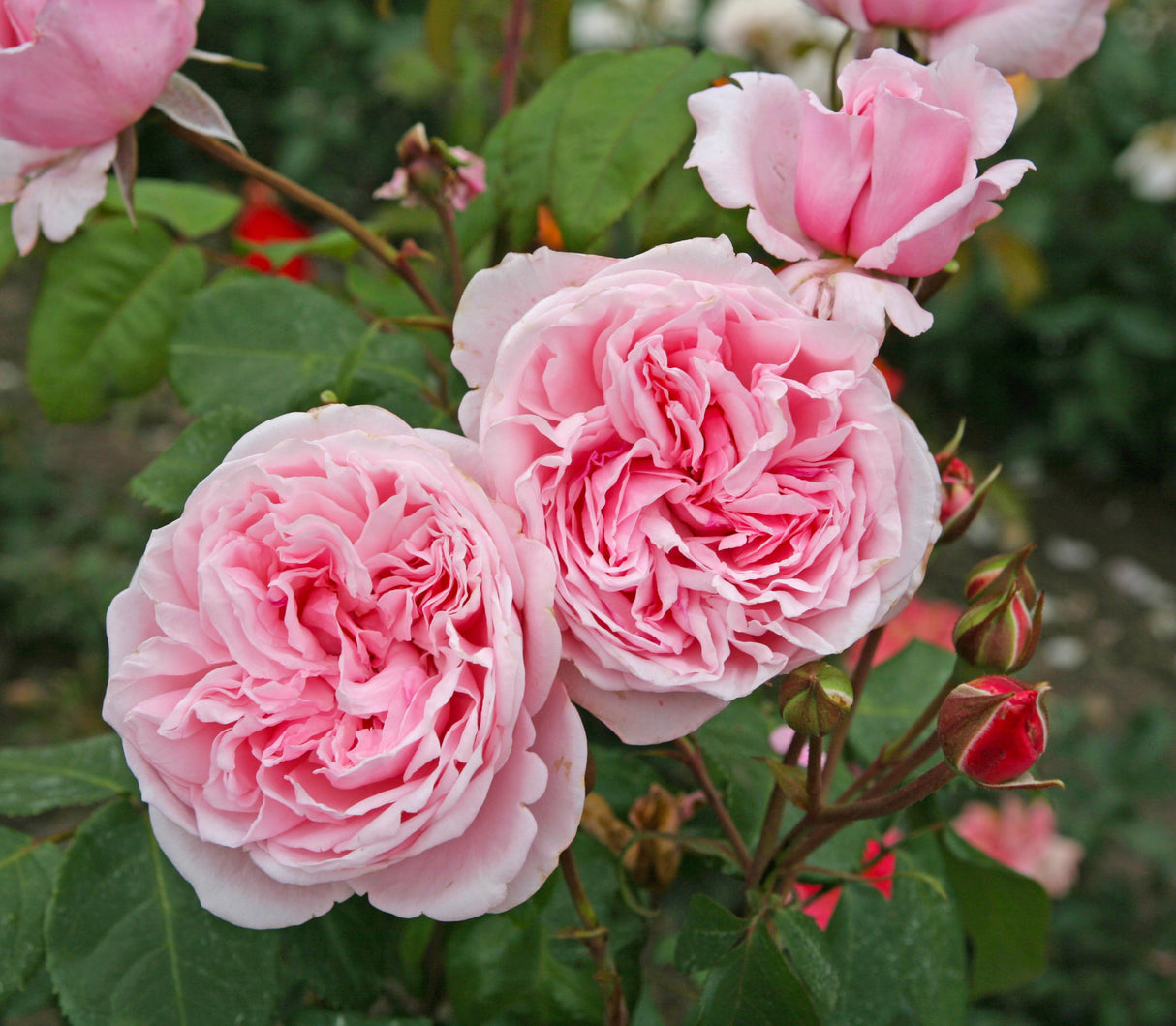Rosa 'Kiss Me Kate' KL mit Blüte; Einsatz: ;;ab 8,70 Euro