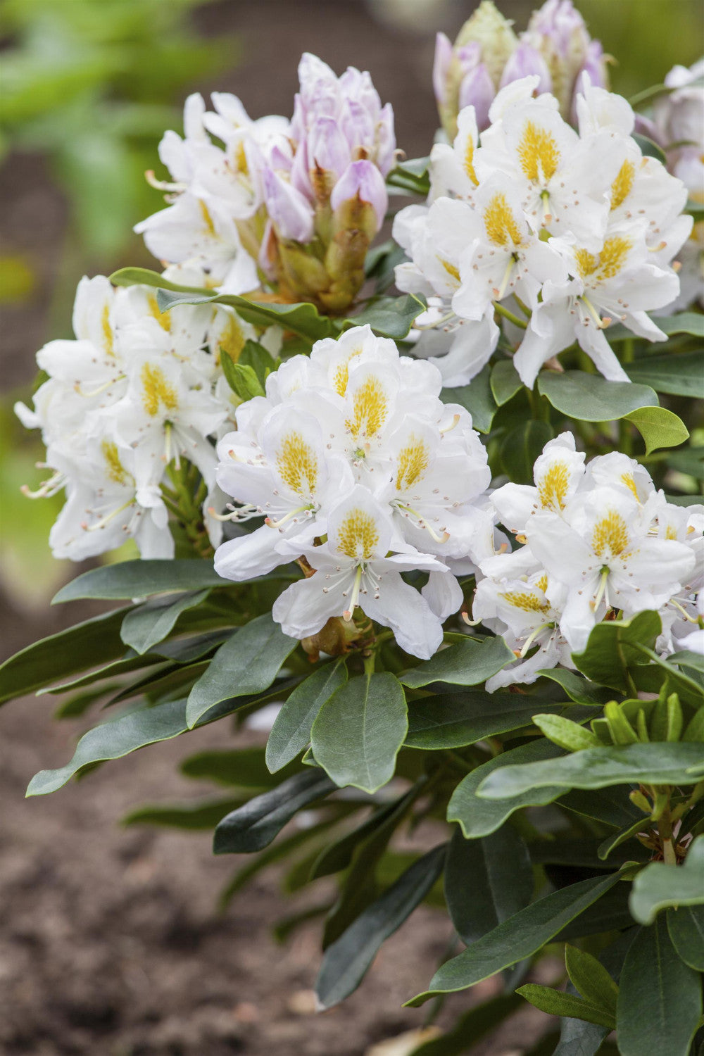 Rhododendron Hybr. 'Madame Masson' mit Blüte, erhältlich von 40-50 bis 90-100 cm; Einsatz: ;;ab 41,60 Euro