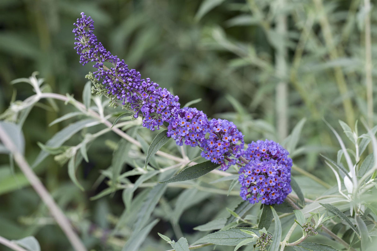 Buddleja davidii 'Ellen's Blue' , erhältlich von 60-100 bis 125-150 cm;;ab 13,00 Euro