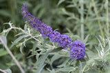 Buddleja davidii 'Ellen's Blue'; duftend; verfügbar in 4 Größen und Varianten;;ab 17,50 Euro