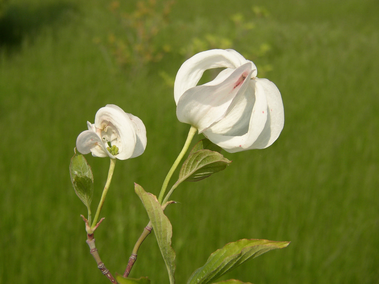 Amerikanischer Blumen-Hartriegel mit Blüte, erhältlich als: Solitär; Einsatz: Heckenpflanzefruchtschmuck;;günstig mit Qualität