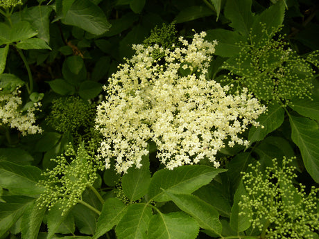 Sambucus nigra VkG 1 mit Blüte, erhältlich von 40-70 bis 200-250 cm; Einsatz: ;;ab 2,76 Euro