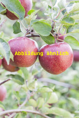 Genaues Foto für Malus 'Red Elstar' folgt; dieses ähnliche Bild dient der Illustration von Apfel 'Red Elstar' S-