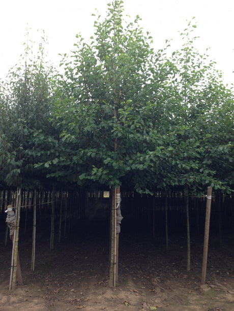 Alnus incana HkG 80302 , erhältlich von 30-50 bis 80-120 cm;;ab 0,90 Euro