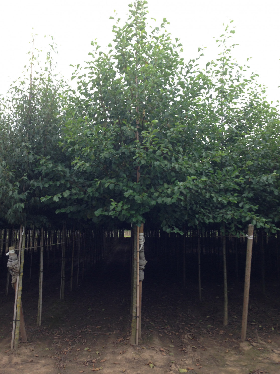 Alnus incana VkG 6 , erhältlich von 50-80 bis 450-650 cm;;ab 1,30 Euro