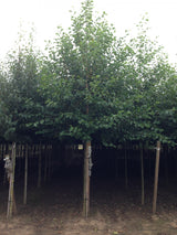 Alnus incana VkG 6 , erhältlich von 50-80 bis 450-650 cm;;ab 1,30 Euro