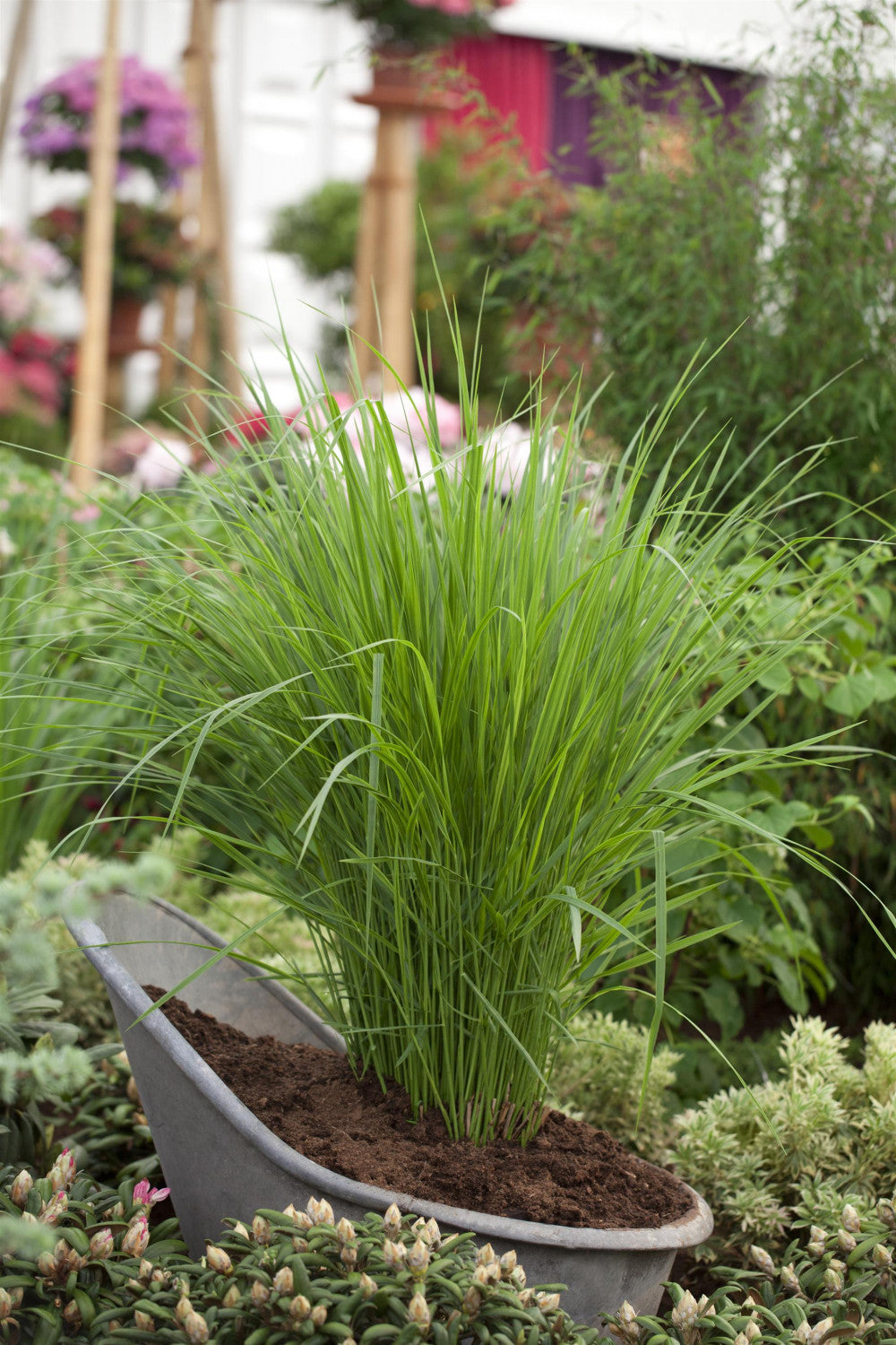 Panicum virgatum 'Northwind' ;;ab 5,90 Euro