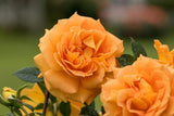 Rosa 'Goldelse' BT; hier mit Blüte; winterhart; Einsatzmöglichkeit z.B. : Beete;;ab 13,10 Euro