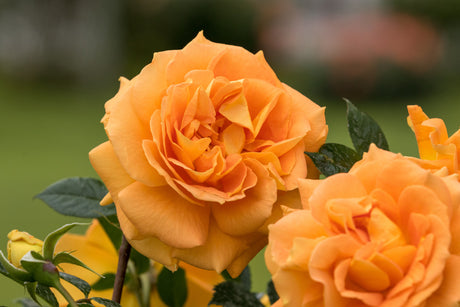 Rosa 'Goldelse' BT mit Blüte; Einsatz: ;;ab 9,50 Euro